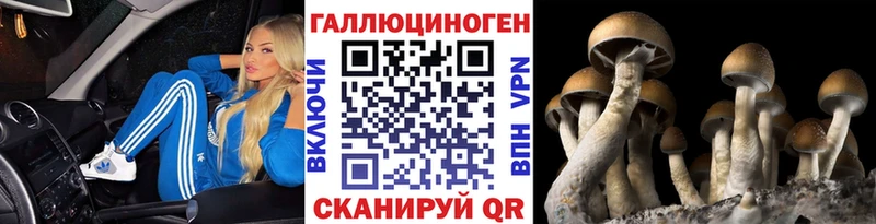 Псилоцибиновые грибы Psilocybine cubensis  Белгород 